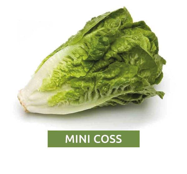 Mini Cos Lettuce