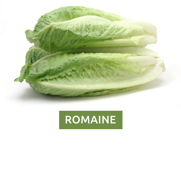 Romaine or Cos Lettuce