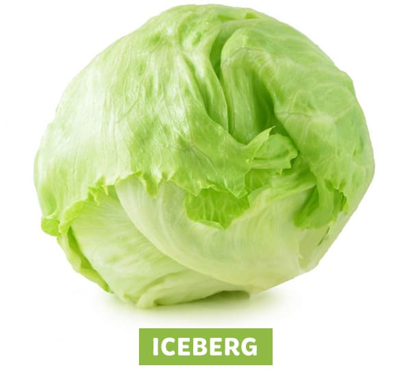 Lechuga Iceberg