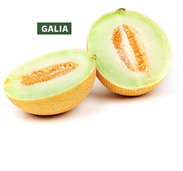 Galia Melon